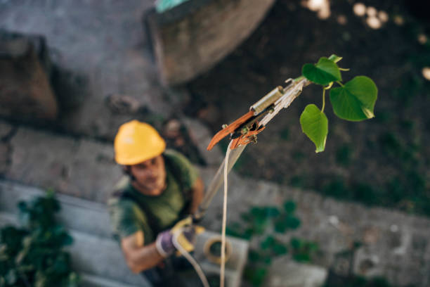 Trusted Mobile, AL Tree Service Experts